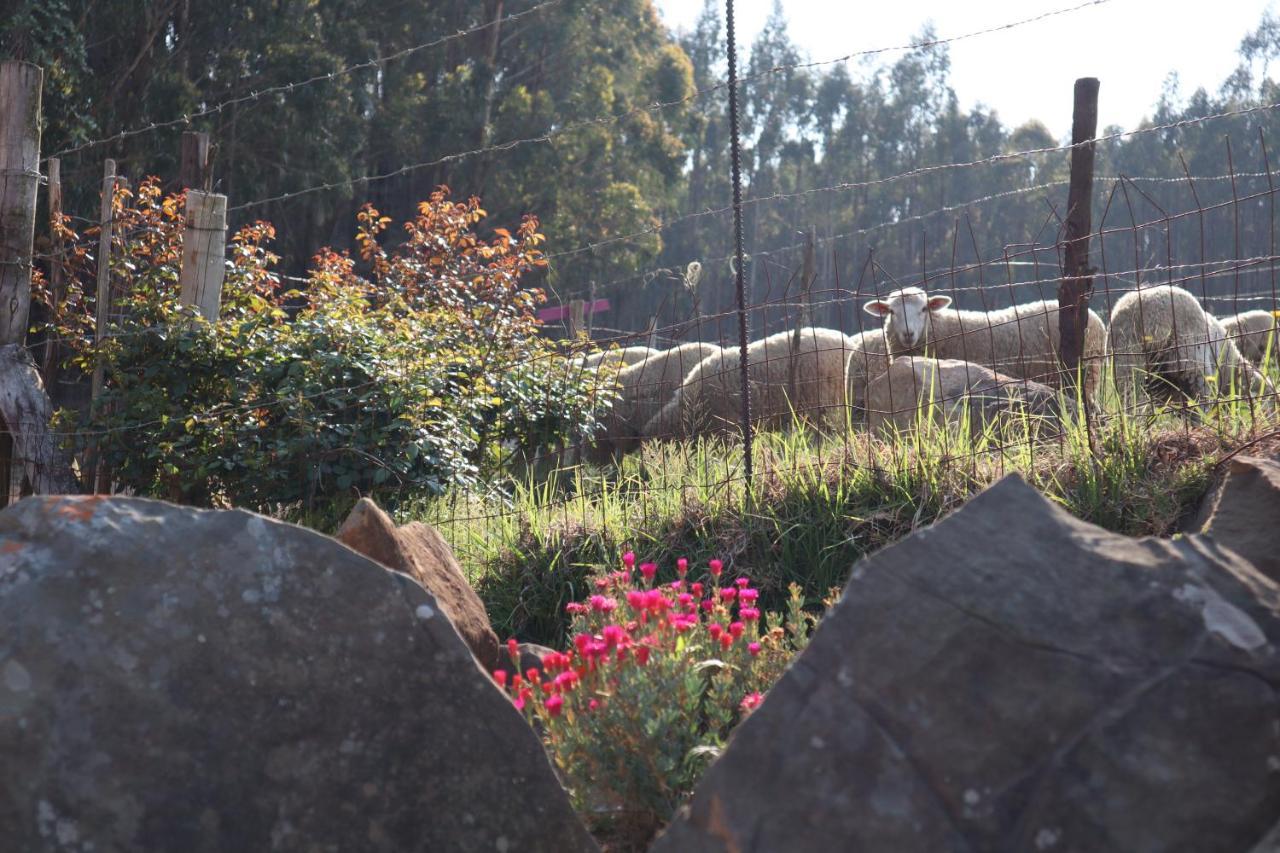 Rocks & Roses Farm Stay Lochiel Ngoại thất bức ảnh
